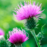 Thistle