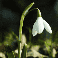 Snowdrop