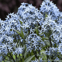 Blue Star (Amsonia)