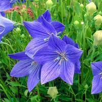 Balloon Flower