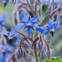 Borage