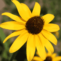 Black-eyed Susan