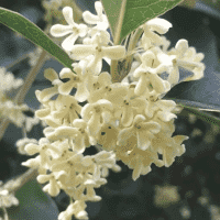 Osmanthus Fragrans (sweet olive)