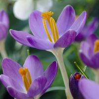 Crocus