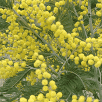 Acacia