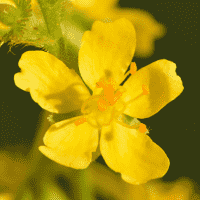 Agrimony