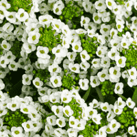 Alyssum