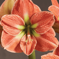 Amaryllis