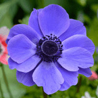 Anemone