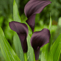 Calla Lily