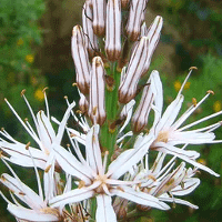 Asphodel