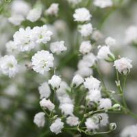 Baby’s Breath