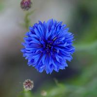 Cornflower