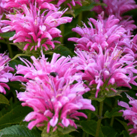 Bee Balm