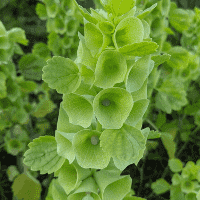 Bells of Ireland