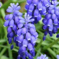 Bluebell