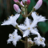 Bogbean - Buckbean