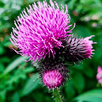 Burdock