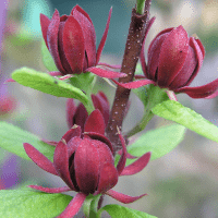 Sweetshrub