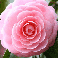 Pink Camellia