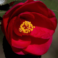 Red Camellia