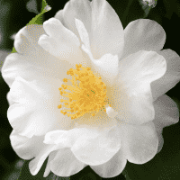 White Camellia