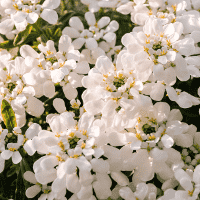 Candytuft