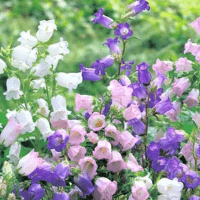 Canterbury Bell