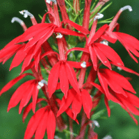 Cardinal Flower