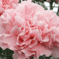 Pink Carnation