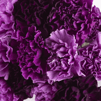 Purple Carnation