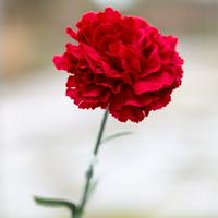 Red Carnation