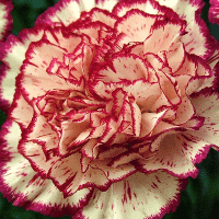 Striped Carnation