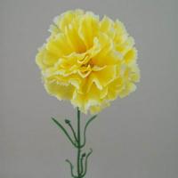 Yellow Carnation