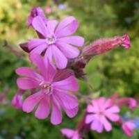 Red Campion