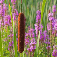 Cattail