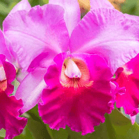 Cattleya