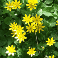 Celandine