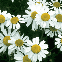 Chamomile