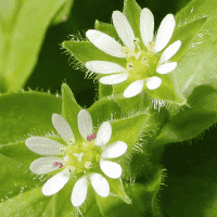 Chickweed