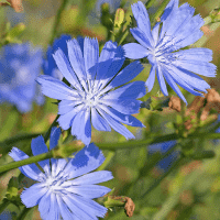 Chicory