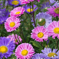 Chinese Aster