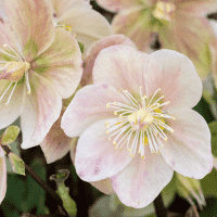 Christmas Rose