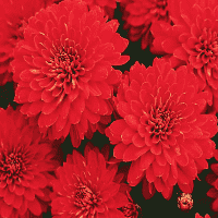 Red Chrysanthemum