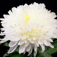 White Chrysanthemum