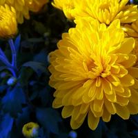 Yellow Chrysanthemum