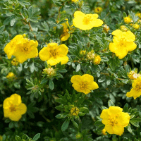 Potentilla