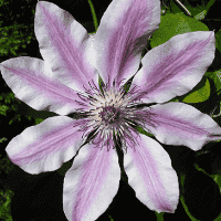 Clematis