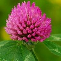 Red Clover