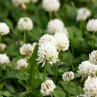 White Clover